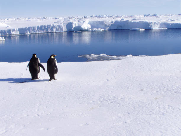 dois penguins - anti smoking imagens e fotografias de stock