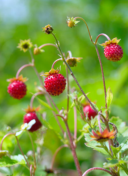ワイルドなストロベリーレッド - wild strawberry ストックフォトと画像