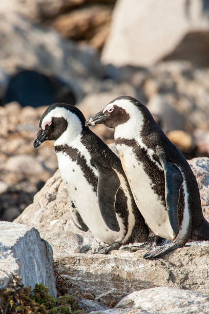 istock African Penguin colony along Boulders Beach, Cape Town 1402790420