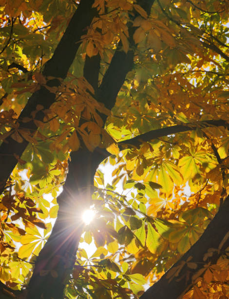 istock sunlight through gold autumn trees leaves 1402791781