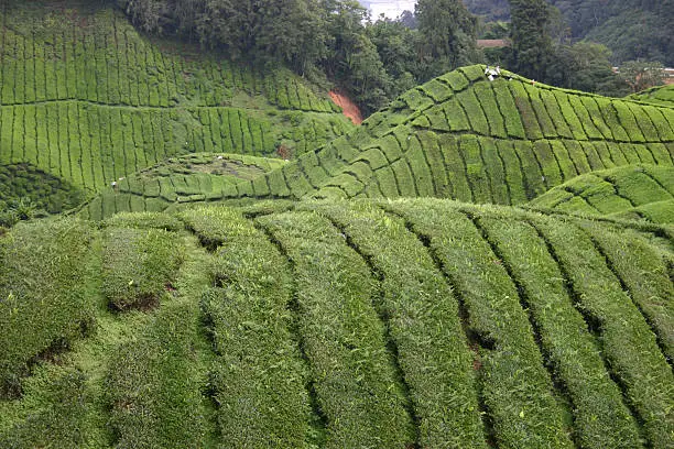 tea, plantation, field, green, asia, malaysia, cameron highlands, drink