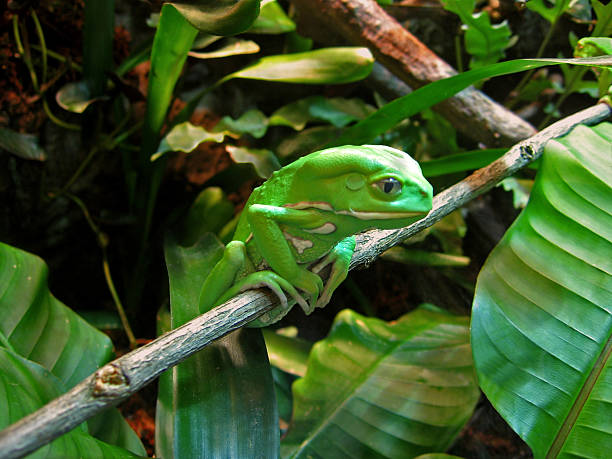 Contemplativo Phyllomedusa Bicolor na filial - foto de acervo