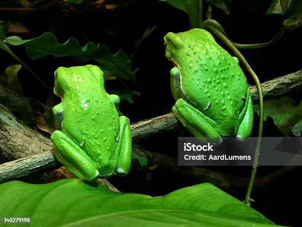 Amphibians Два Вощеной Обезьяна Дерево Лягушек Приподнятым Толпы — стоковые фотографии и другие картинки Лягушка