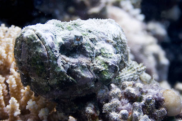 Stonefish stock photo