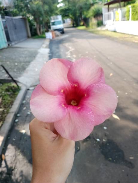 istock A big beautiful pink flower is being held 1402792049