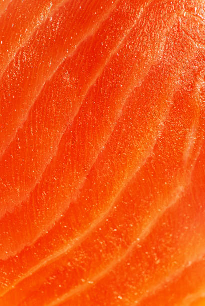 close-up de carne de salmão cru, tiro de estúdio - foto de estoque - sashimi - fotografias e filmes do acervo