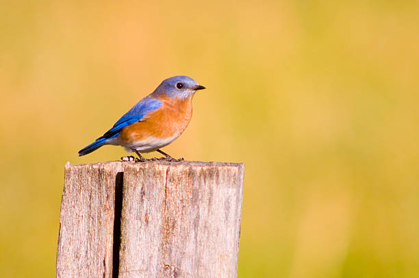 istock Bluebird on a fencepost 140279299