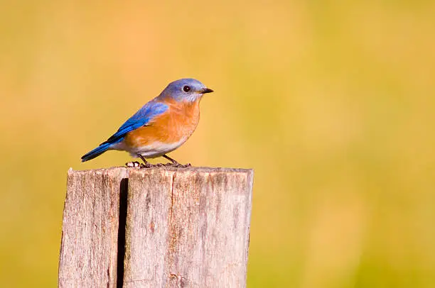 A bluebird sits on a fencepost in Tennessee