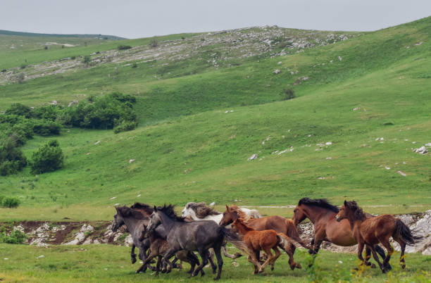 istock Gallop to freedom 1402793427