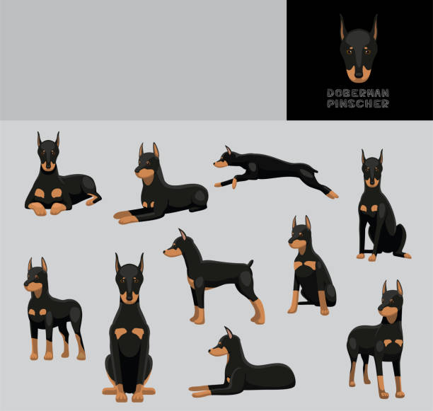 ilustraciones, imágenes clip art, dibujos animados e iconos de stock de perro doberman pinscher dibujos animados ilustración vectorial conjunto de variaciones de color - doberman