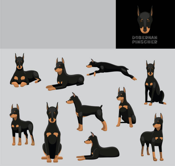 ilustrações, clipart, desenhos animados e ícones de dog doberman pinscher cartoon vector ilustração conjunto de variação de cores - doberman pinscher