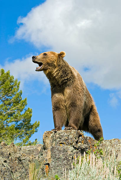 istock Grizzly bear growling 140279405