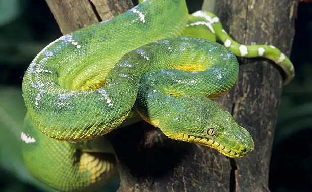 Emerald tree boa curled around tree branch