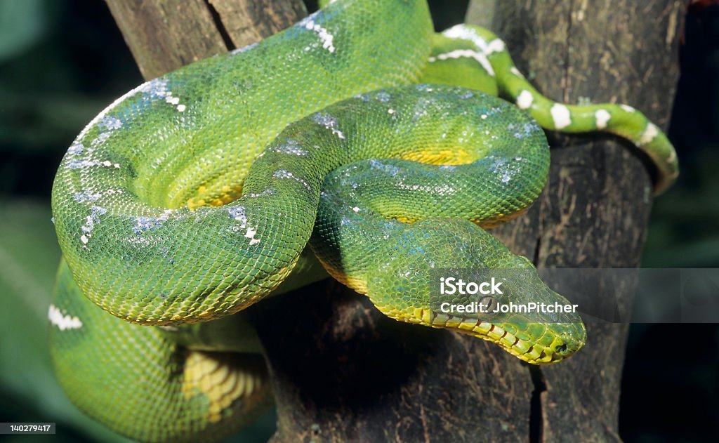 Cobra-Cobra-papagaio - Royalty-free Cobra-papagaio Foto de stock