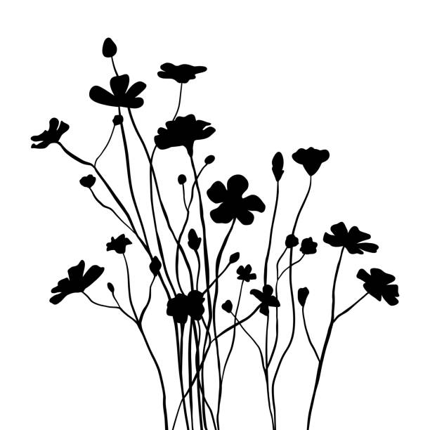 silhouette wildblumengras. vektor schwarze handgezeichnete illustration mit frühlings- oder sommerblumen. schatten von kraut und pflanze. naturfeld isoliert auf weiß - wildflower stock-grafiken, -clipart, -cartoons und -symbole