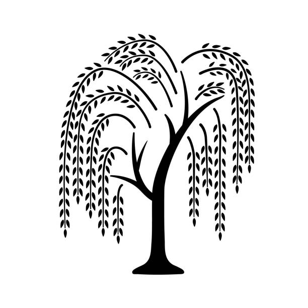 weidenbaum. schwarzes symbol mit baum. vektorillustration isoliert auf weißem hintergrund. - weide stock-grafiken, -clipart, -cartoons und -symbole