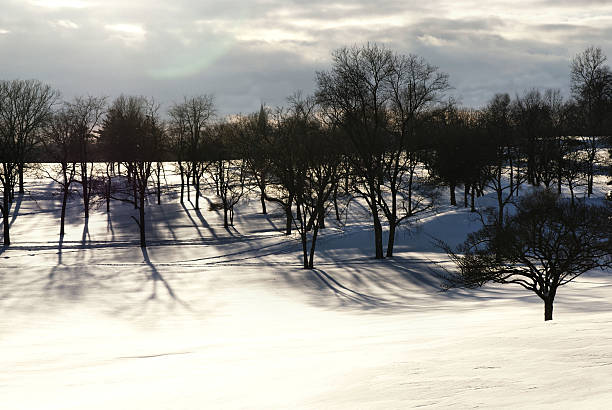 Neve e árvores - fotografia de stock