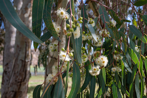 Australian native wildflowers Eucalyptus tereticornis white flowers close-up