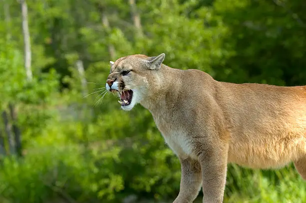 Cougar growling displaying teeth. Photographed in Minnesota USA.