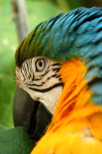 McCaw Close Up Close up of a colorful McCaw with a leaf in its beak richie mccaw stock pictures, royalty-free photos & images