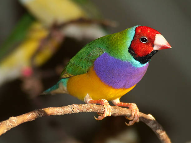 Gouldian Finch A red-faced, purple breasted male Gouldian finch. The Gouldian is a Australian native finch. gouldian finch stock pictures, royalty-free photos & images