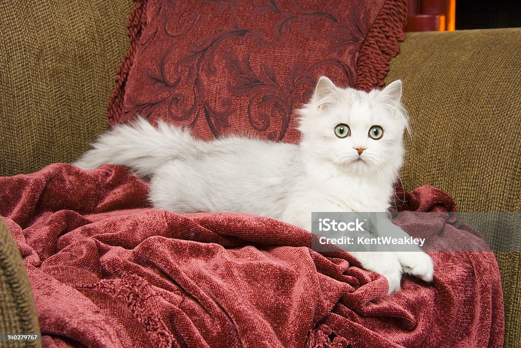 Красивые Персидская кошка белый на низком каблуке с зелеными глазами, 02 - Стоковые фото Белый роялти-фри