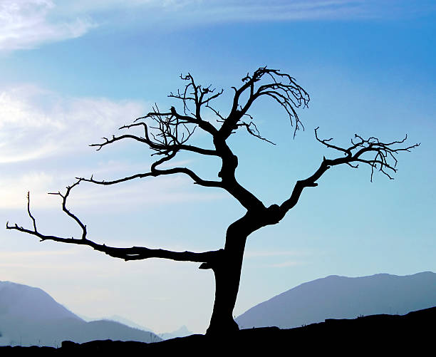 Old dead tree silhoutte stock photo