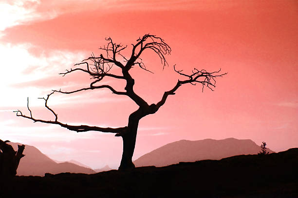 Tree in red sunset stock photo