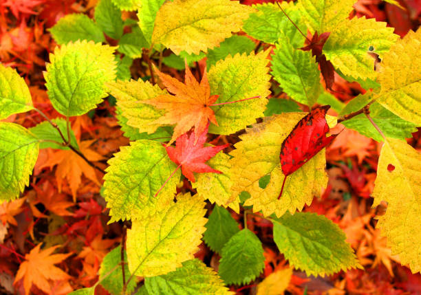 colorful fallen leaves in the forest