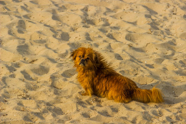 a wet pekingese on the sand at the beach