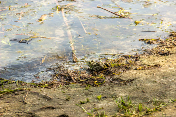 istock a green frog sits on a lake water 1402799982