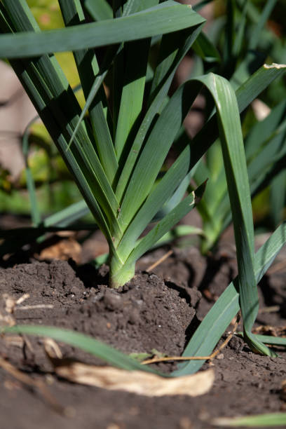 istock Green garlic growing in ground close up 1402800648