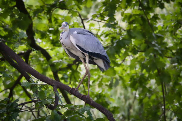 Grey heron on a tree. Bird stands on a branch and lurks for prey. Animal photo Grey heron on a tree. Bird stands on a branch and lurks for prey. Animal photo from nature big blue crane stock pictures, royalty-free photos & images
