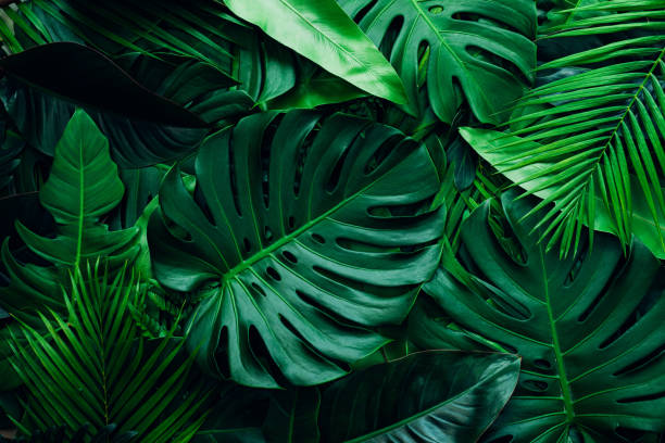 closeup nature view of palms and monstera and fern leaf background. - groene kleuren fotos stockfoto's en -beelden