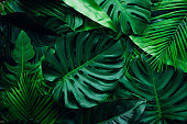 istock closeup nature view of palms and monstera and fern leaf background. 1402801804