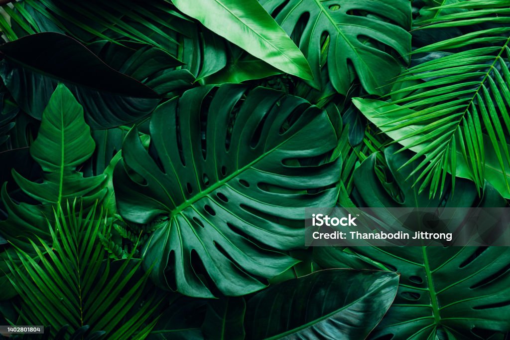 closeup nature view of palms and monstera and fern leaf background. closeup nature view of palms and monstera and fern leaf background. Flat lay, dark nature concept, tropical leaf. Leaf Stock Photo