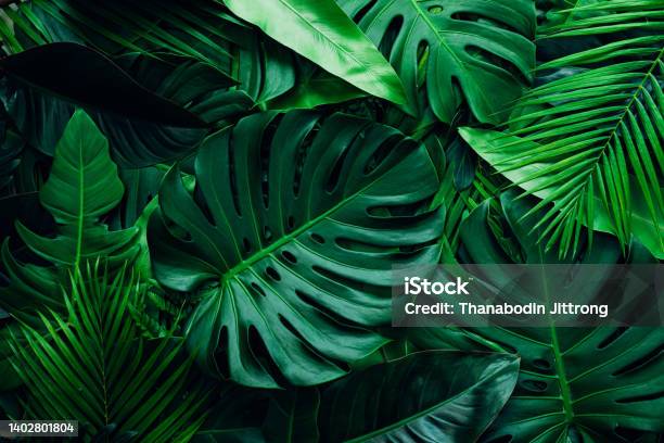 Closeup Nature View Of Palms And Monstera And Fern Leaf Background Stock Photo - Download Image Now