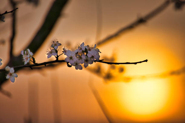 Cherry blossoms in the foreground during romantic sunset in front of a meadow. Nature photo