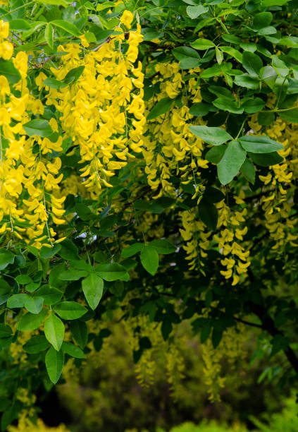 flowers yellow wisteria.botanical garden.golden rain tree flowers yellow wisteria.botanical garden.golden rain tree bright yellow laburnum flowers in garden golden chain tree image stock pictures, royalty-free photos & images