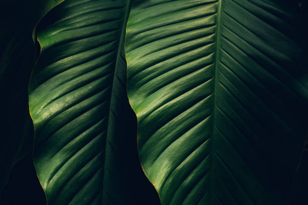 closeup nature view of tropical leaves background. stock photo