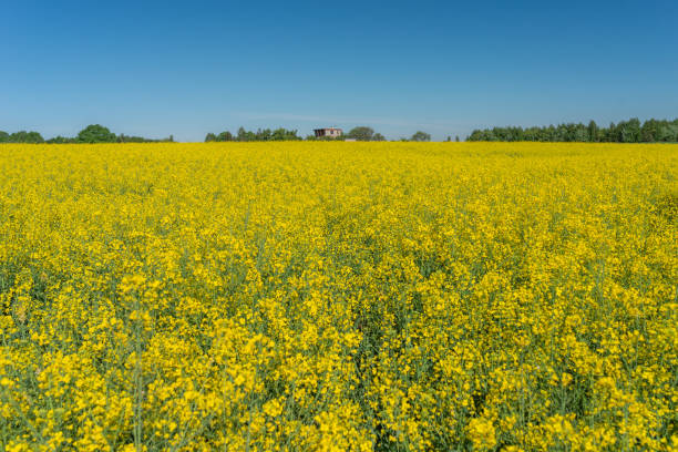 istock Blooming rapeseed field against the blue sky 1402802134