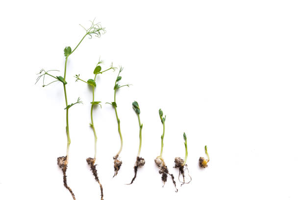istock micro greens pea shoots in different grown stages lined up in a row against a white background 1402802547