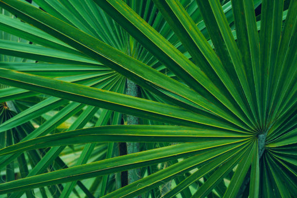 abstract palm leaf nature background. abstract green leaf texture, nature background, tropical leaf saw palmetto stock pictures, royalty-free photos & images