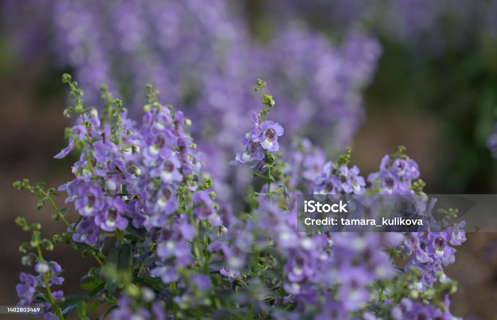 Flowering Angelonia plants in a flowerbed Flowering Angelonia plants in a flowerbed, natural macro floral background Angelonia Stock Photo