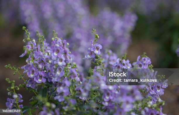 Flowering Angelonia Plants In A Flowerbed Stock Photo - Download Image Now - Angelonia, Arid Climate, Beauty