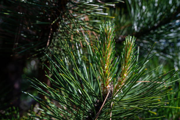 istock Pine tree brunch with young green sprouts. Close up. Perfect for bacground. 1402804914