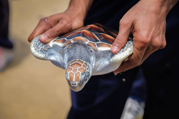 istock Sea ​​turtles before being released into the sea 1402804917