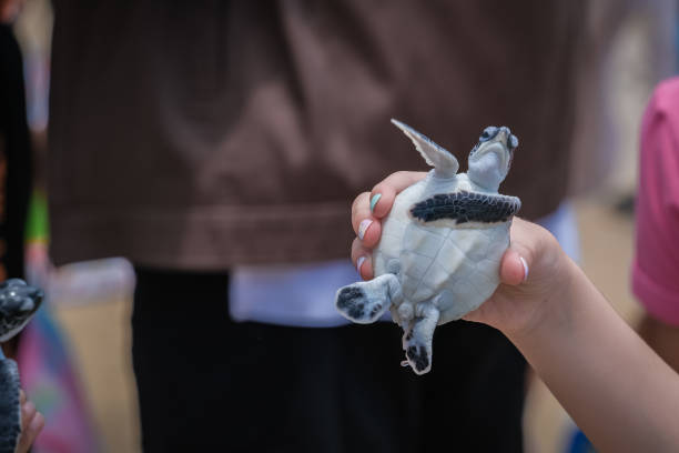 istock Sea ​​turtles before being released into the sea 1402805156