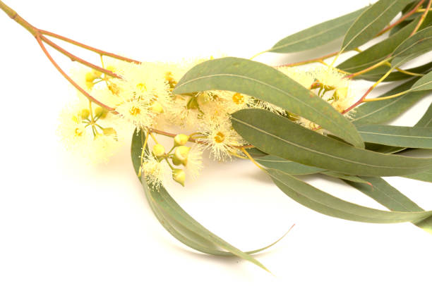 istock Flora of Gran Canaria -  Eucalyptus camaldulensis 1402805382