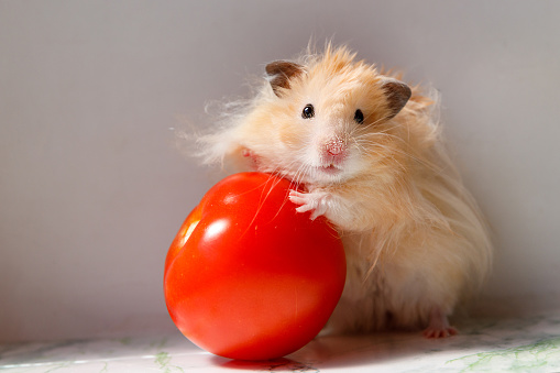 fluffy syrian hamster with tomato